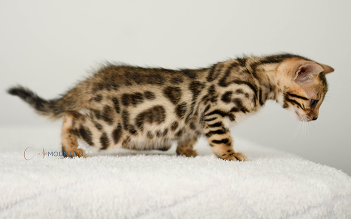 Bengal kitten for sale